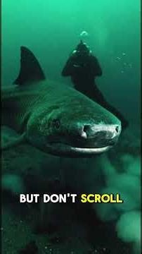 Greenland Shark Facts: The Oldest Shark (400+ Years Old!)