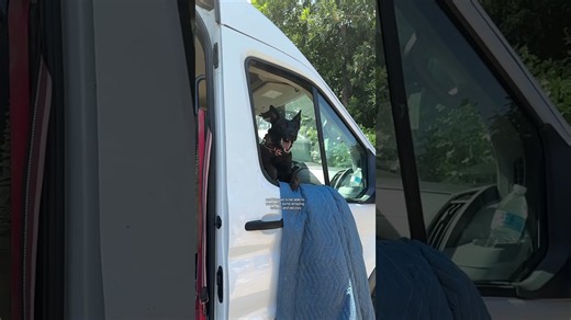 How to start exciting bitework training with your dog