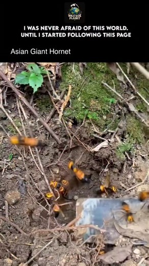 WildSide_Planet on Instagram: "The Asian giant hornet is the largest hornet species in the world, scientifically known as Vespa mandarinia. Native to East and Southeast Asia, it inhabits forested and mountainous regions, where it builds underground nests. Adults can reach up to 5 cm (2 inches) in body length, with a wingspan of about 7.5 cm (3 inches)—making it unmistakable in size and presence. It is a powerful predator of other insects, especially bees. A small group can overwhelm an entire hi
