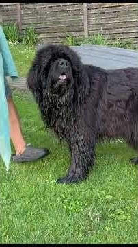 Newfoundland Muk likes the water, but doesn't always swim.