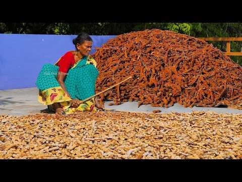 Tamarind Harvesting and Cooking | Puli Rasam Recipe Cooking in Village | Hand squeezed Rasam