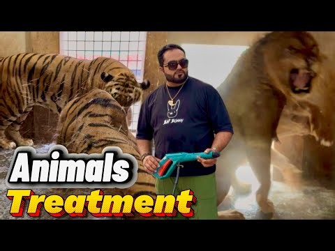 Calci virus ka sab lions tiger pr attack😭treatment start😱(miqn saqib)