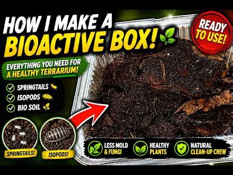The Easiest Way to Build a Bioactive Terrarium 🌱 Springtails + Isopods Explained