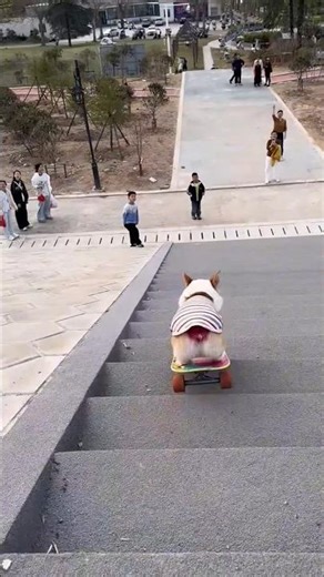 skateboarding dog stairs 🐶🛹😳 #shorts #youtubeshorts #dogshorts