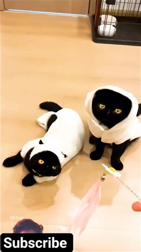 Wife's Secret Cat Mission Gone Hilariously Wrong!#shorts #kdrama #trending