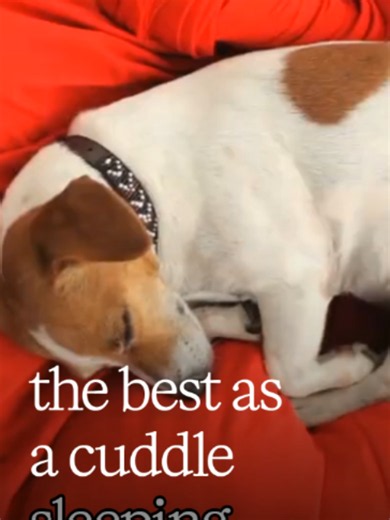 Jack Russell Terrier cuddle companion: care, traits & tips