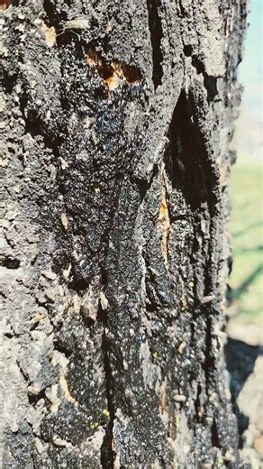 When your maple tree is leaking sap... #garden #farming #trees #forestry #flies #butterflies