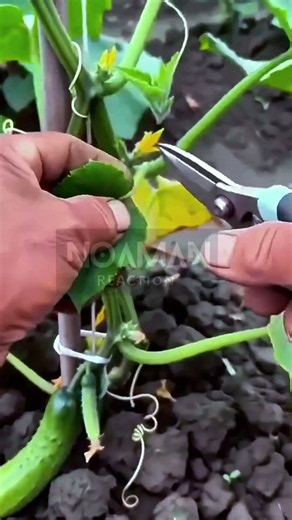 Pruning Cucumber Vines 🥒