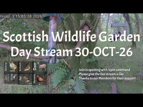 LIVE 🔴 Bird Feeder & Wildlife Camera Scotland UK | 24/7 Garden Birds & Night Wildlife