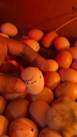 Perfect hatching - day 19