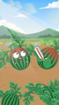 Why do watermelons get sweeter the hotter it gets?#short