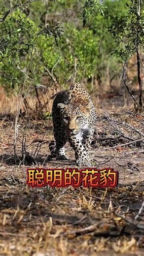 花豹抓到一只羚羊，可羚羊太大怎么也拖不到树上，看花豹如何解决 #神奇动物在抖音 #野生动物零距离 #动物世界 #花豹 #精彩片段