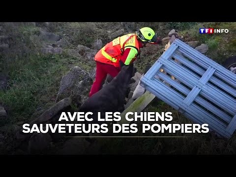 "Des sauveteurs à part entière" : à l'entraînement, avec les chiens sauveteurs des pompiers｜TF1 INFO