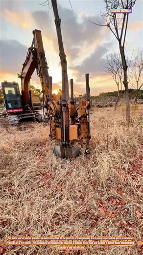The Art of Tree Transplanting with a Tree Digger