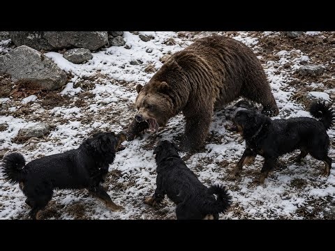 The Ultimate Bear Guardian - Dogs vs Bear Attacks 