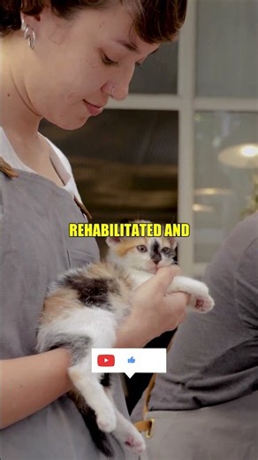 Feeding Feral Colonies Just Unlocked An *ASTONISHING* Global Hero Nomination