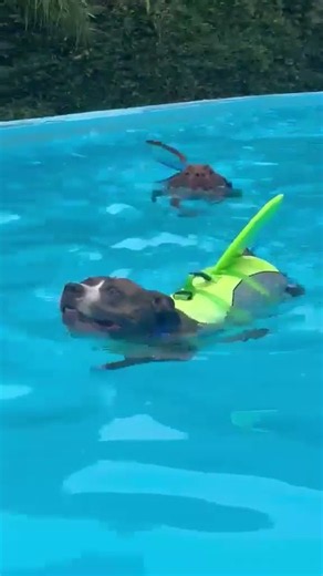 PPP Perros potencialmente pegajosos disfrutando de la piscina de mastorrencito