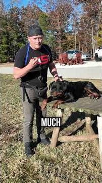 Top 3 Reasons a Rottweiler May NOT Be Right for Your Family!