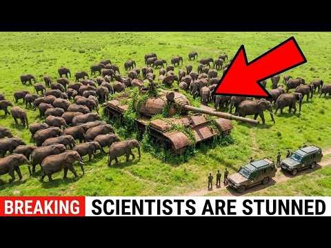 War Killed 95% of This Park's Wildlife — Then Elephants Walked Back In and Changed Everything