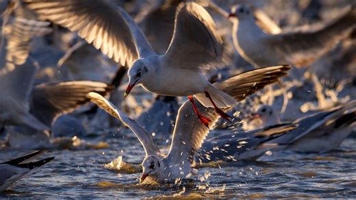 This camera trap recorded a sudden explosion of activity on the water