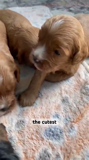 The best sounds ever! 🥰🐾 #cavapoo #cavapoopuppy