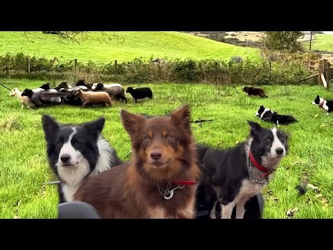 Three incredible collie SheepDogs vs Wild sheep in hectic display of herding