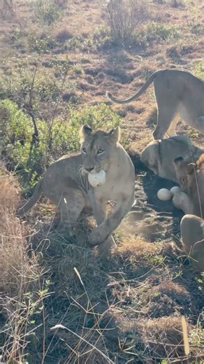 Lions Discover Unusual Meal!