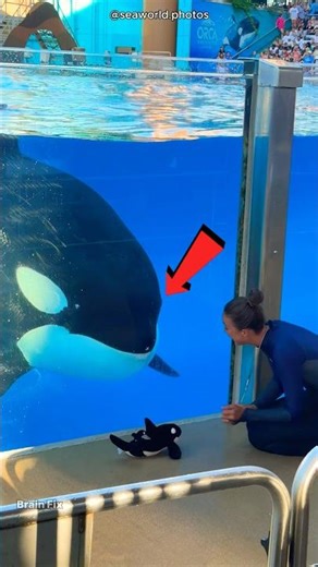 Dolphin's cute Teddy love! 🐬😍