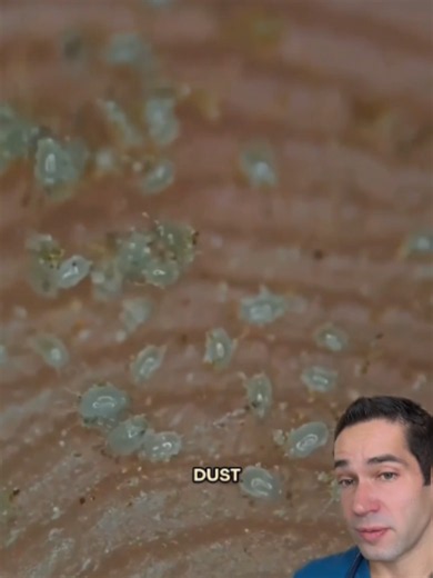 How to Get Rid of Dust Mites in Bedding Safely