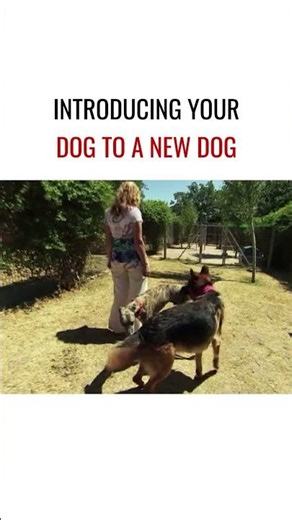 Introducing your dog to a new dog