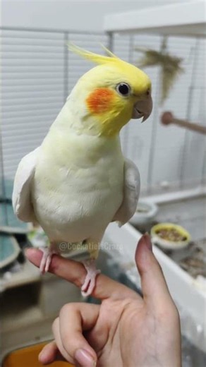 Peekaboo’s cuteness alert! Your day just got upgraded 🤭❤️🎶✨ #cockatielscraze