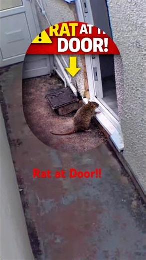 RAT Almost Ran Into The House! Real Live Pest Control Investigation