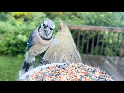 Birdwatching can lift your mood, reduce stress