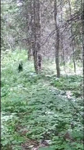 Cow moose and her calf being chased by a young black bear. Quebec, Canada #bear