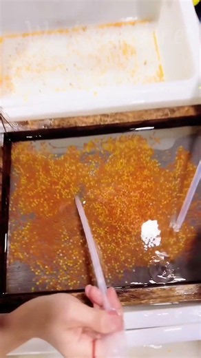 NO EXTRACTION MACHINE? The Incredible Manual Precision Of Fish Breeding