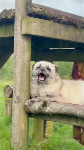 Arctic Fox Call