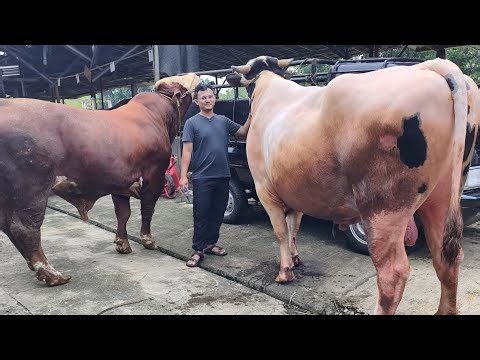 Sold❗Bonus 1 Kwintal🔥 2 SAPI KURBAN RAKSAKSA 1,1 TON DIBELI SOHIBUL QURBAN MISTERIUS ‪@KandangBTM‬