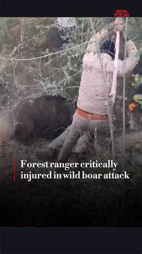 In Uttar Pradesh’s Badaun district, a wild boar attacked a Forest Department rescue team in Sirsauli village under the Ujhani Kotwali area on Thursday, December 25. More details in this video #Badaun #Boar #Attack #IndiaTodayShorts | India Today