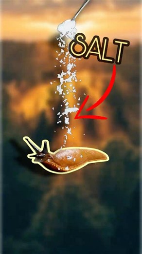 Never Pour Salt on a Slug Until You Know This! 🐌😱