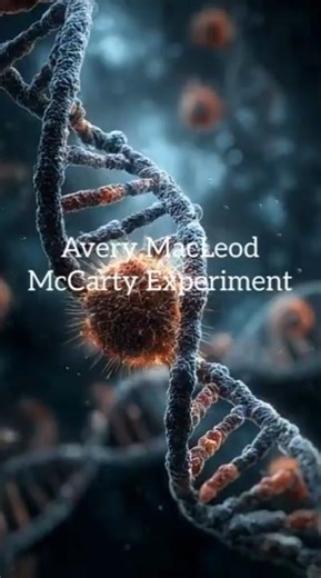 Part 29: Avery MacLeod McCarty Experiment: How DNA Prove as Genetic Material? #facts #Shorts #reels