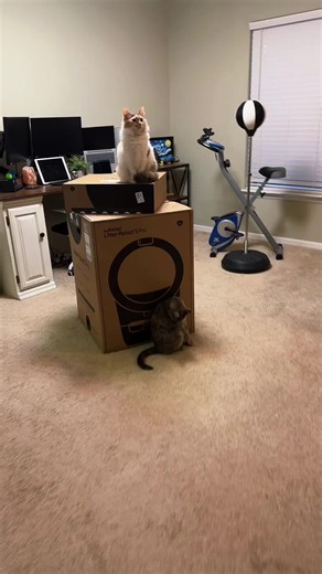 Love my new litter robot 5 pro! #unboxing #catdad #litterrobot #gadget #voiceover