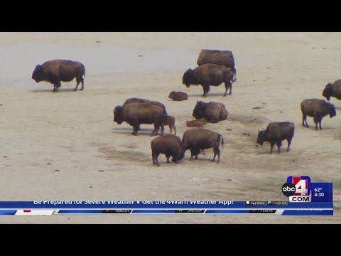 Calving season begins at Antelope Island State Park