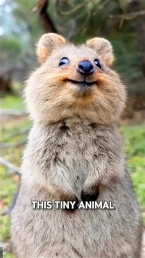 The Quokka Is More Than Just a Smiling Face