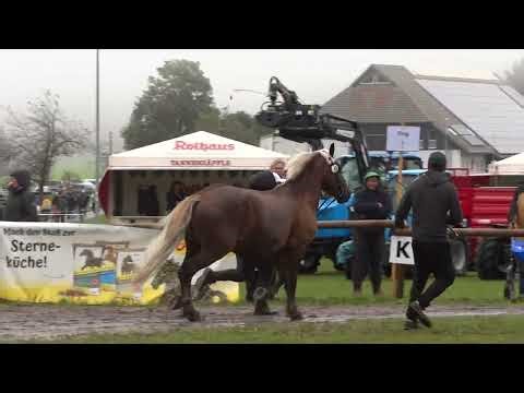41. StPr LS Feengold - SchwK Stute - SchwK Stuten 5 Jahre - Rossfest 2025 Sankt Märgen - 14.09.2025