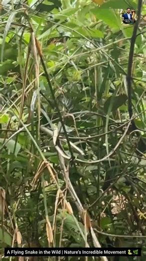 A Flying Snake in the Wild | Nature’s Incredible Movement 🐍🌿 #FlyingSnake #Wildlife #Nature #snake