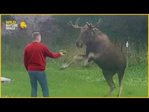 Wild Moose Encounter Caught on Camera | Animal Attacks # 89