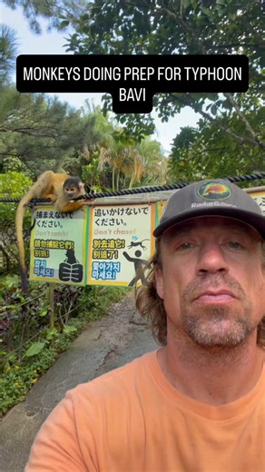 Monkeys doing prep for Super Typhoon #Bavi. Monkey business