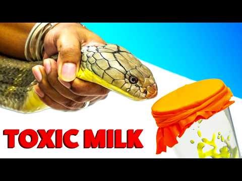 King Cobra - World's Deadliest Venom Milking!