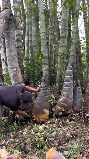 This Giant Dragon Bamboo Isn't What You Think! 😳🎋#bamboo #trending #facts