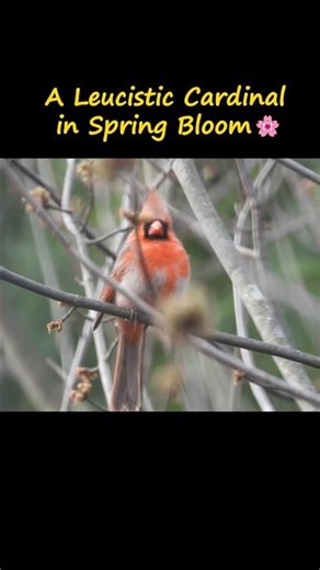 A Leucistic Cardinal in Spring Bloom 🌸 #birdfeeder #cardinal #leucistic #birdwatching